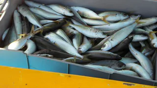 Назвали самую полезную рыбу - ешьте 2 раза в неделю, богата селеном, фосфором и хороша на вкус