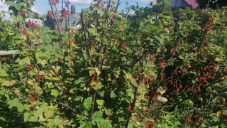 Лучше бархатцев: сажаем под яблоней 3 небольших кустика — тля и муравьи весь дачный сезон будут обходить дерево стороной