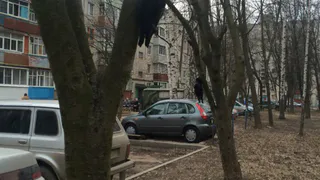 В Рязани убивают грачей, потому что те громко кричат