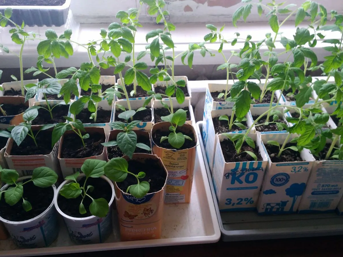 Рассада перцев станет крепкой, как молодые дубки из-за этой невероятной подкормки — всего одна ложка на литр