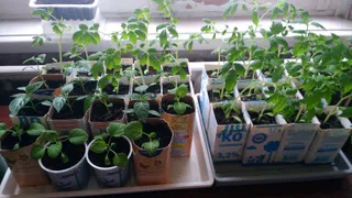 Рассада перцев станет крепкой, как молодые дубки из-за этой невероятной подкормки — всего одна ложка на литр