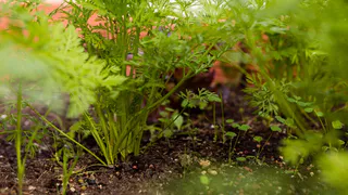 Мощнее навоза: раскидайте на участке после 22 октября - урожай будете вывозить тачками в 2025 году