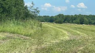 Россия нарастила поставки зерна в Китай почти вдвое