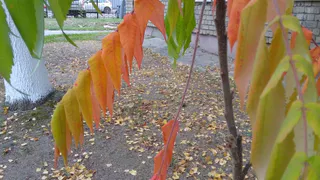 Аномальная жара в ЦФО сменяется аномальным холодом
