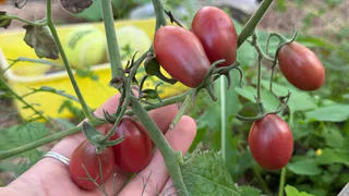 Эти томаты дачники сметают пачками. Будете ведрами собирать. Самые урожайные сорта томатов на 2026 год