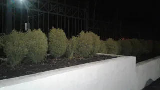 В Рязани у входа в ЦПКиО исчезли десятки кустов