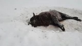 В брянском заповеднике не комментируют отстрел зубров