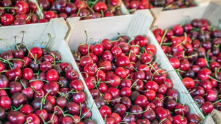Челябинская таможня пресекла незаконный ввоз 19 тонн черешни из Киргизии