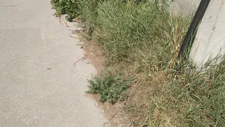 Центр города запустили: вдоль тротуара на Свободе выросли огромные лопухи