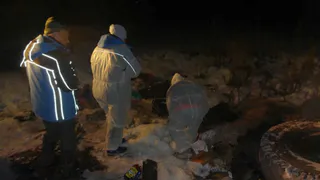 Под Рязанью найдены трупы кабанов и волка