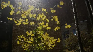 В одном парке Челябинской области вандалы выломали светильники