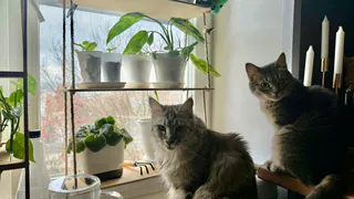 Как кошки становятся защитниками вашей позитивной энергии: зоопсихологи назвали тайные способности кошек 