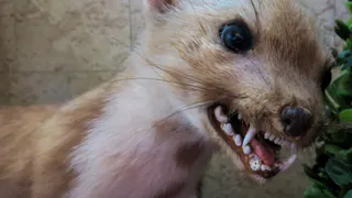 В Солотче ввели карантин из-за бешенства животных