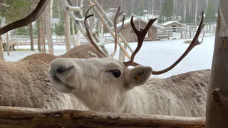 В Коми осудили браконьера, убившего лося