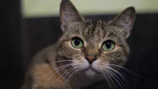 Дай лапку: Мурка, Марсель и Ряженка в поисках хозяев