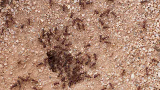Муравьи убегают в панике вместе с королевой: вот как за пару дней избавляются от опытные дезинсекторы