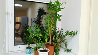 Для насыщения листочков толстянке — первым делом: 1 стакан в горшок — секрет, о котором молчат садоводы