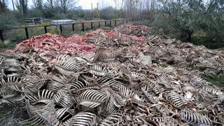 В Нижнекамске оценят скомогильники за 1,8 млн рублей