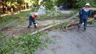 В Приокском убрали рухнувшее на машины дерево
