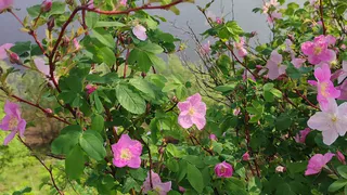 Коми ждет аномально холодная неделя с заморозками