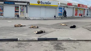 Рязанцы пожаловались на стаю бродячих собак в Песочне