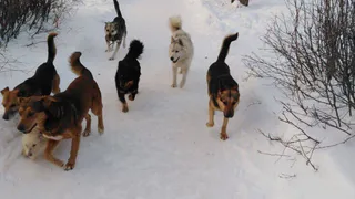 Собаки держат в страхе поселок Дзержинский
