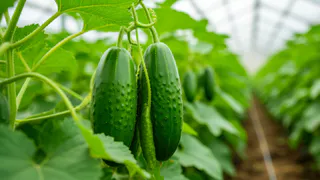 Сажаем огурцы в Пахомов день — и вывозим плоды фурами: 7 народных примет для богатого урожая