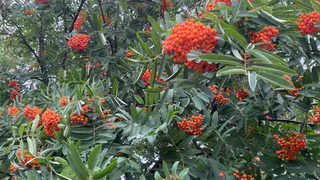 21 августа Чувашию ожидает ветреная и переменчивая погода