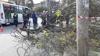 "Мужчина находится в тяжелом состоянии" - в минздраве рассказали о самочувствии рабочего на которого упало дерево