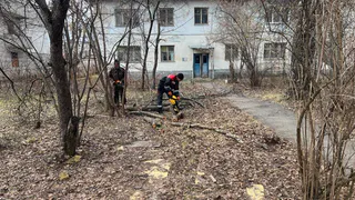 В Чебоксарах службы устраняют опасные зелёные насаждения