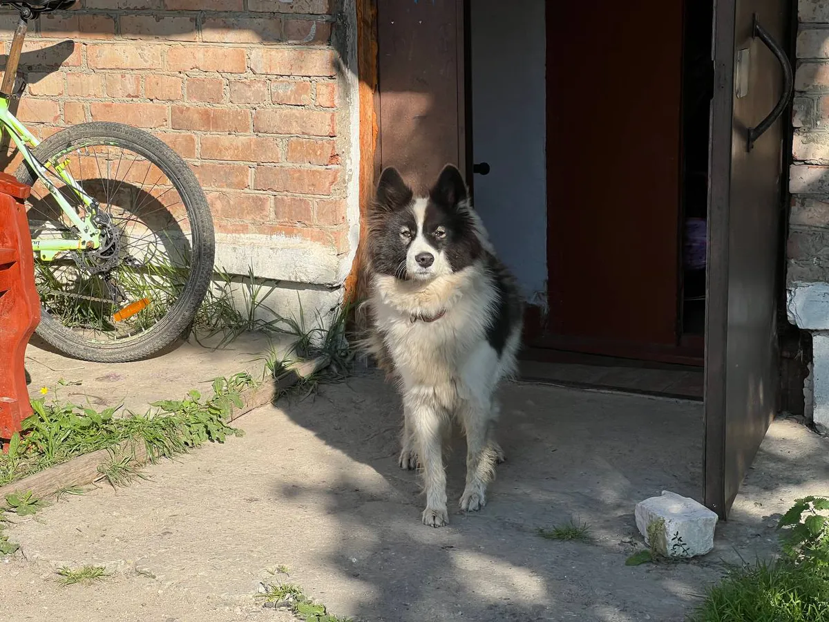 Почему собака перед сном «копает» свою подстилку: это не баловство, а древний инстинкт, который многое объясняет