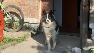 Всем собакам — свой паспорт: Минприроды предложило маркировать питомцев