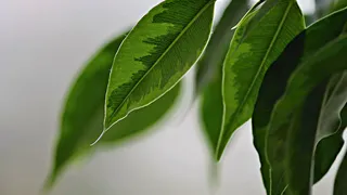 Как восстановить красоту фикуса Бенжамина: советы по уходу и подкормке