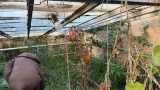 Прогнала белокрылку из теплицы простым средством: 5 обязательных шагов для обработки почвы от армии вредителей