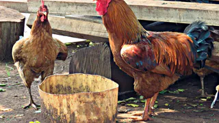 Всего 1 обработка – и курятник очищен от клещей и блох: несушки счастливы и довольны – простое аптечное средство  