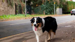 Владимирцам на заметку: в России могут ужесточить наказание за самовыгул собак