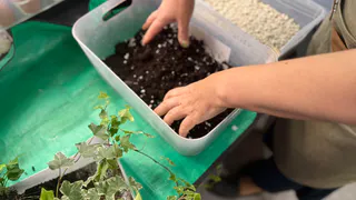 Удобряю этим овощем цветы на зиму ровно 2 недели, а затем покой: отблагодарят пышным цветением и бурным ростом