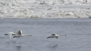 На Красный ключ недалеко от Нижнекамска прилетели лебеди