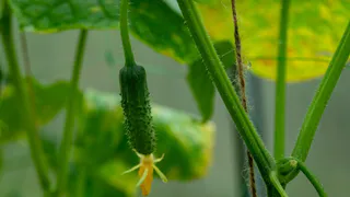 Теперь всегда делаю такие подвязки для огурцов: идею подсмотрела у местного опытного фермера