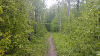 В Рязанской области наблюдается рост популяции шелкопряда