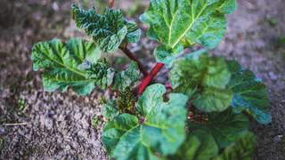 Ученые назвали самый опасный для здоровья овощ: он убивает почки – в Европе от него уже отказались