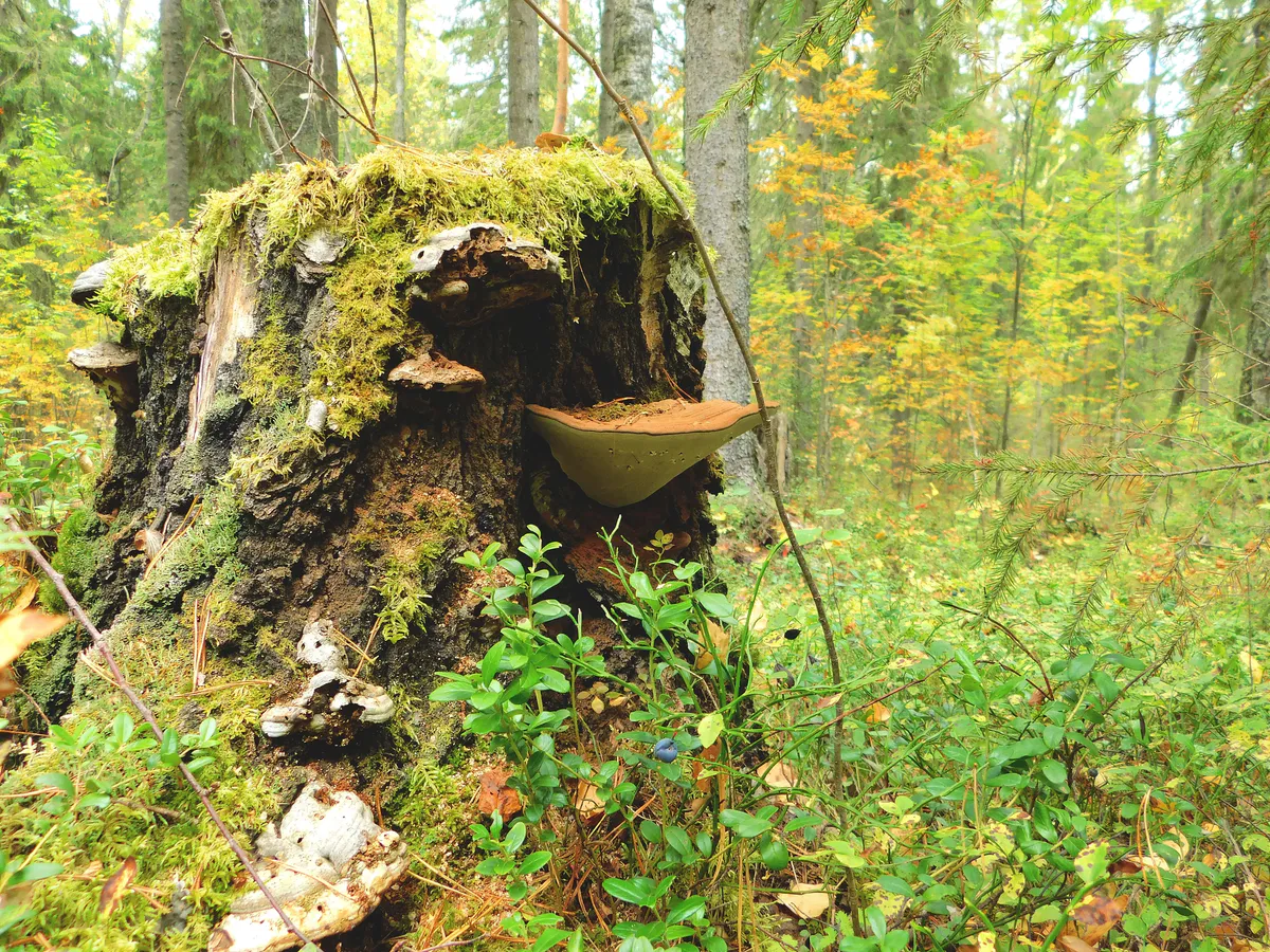Первые заморозки до -2° ударят по Челябинской области ночью 19 сентября