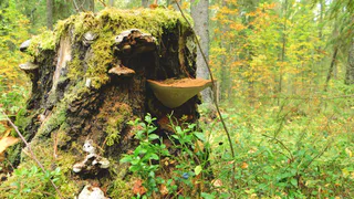 Первые заморозки до -2° ударят по Челябинской области ночью 19 сентября