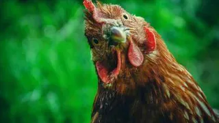 Приметы и запреты на 8 октября: курам сегодня не до смеха