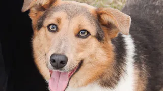 Дай лапку: Кнопа, Лили и Анжела ищут любящую семью