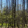 15 мая в Коми юг прогреется до +26°C, а Заполярье останется при +3°C