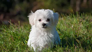 Клещи не приблизятся к собаке даже на 10 метров: вот чем лучше ее защитить