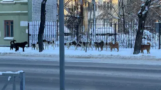 Рязанцы вновь пожаловались на стаю собак у Дворца детского творчества