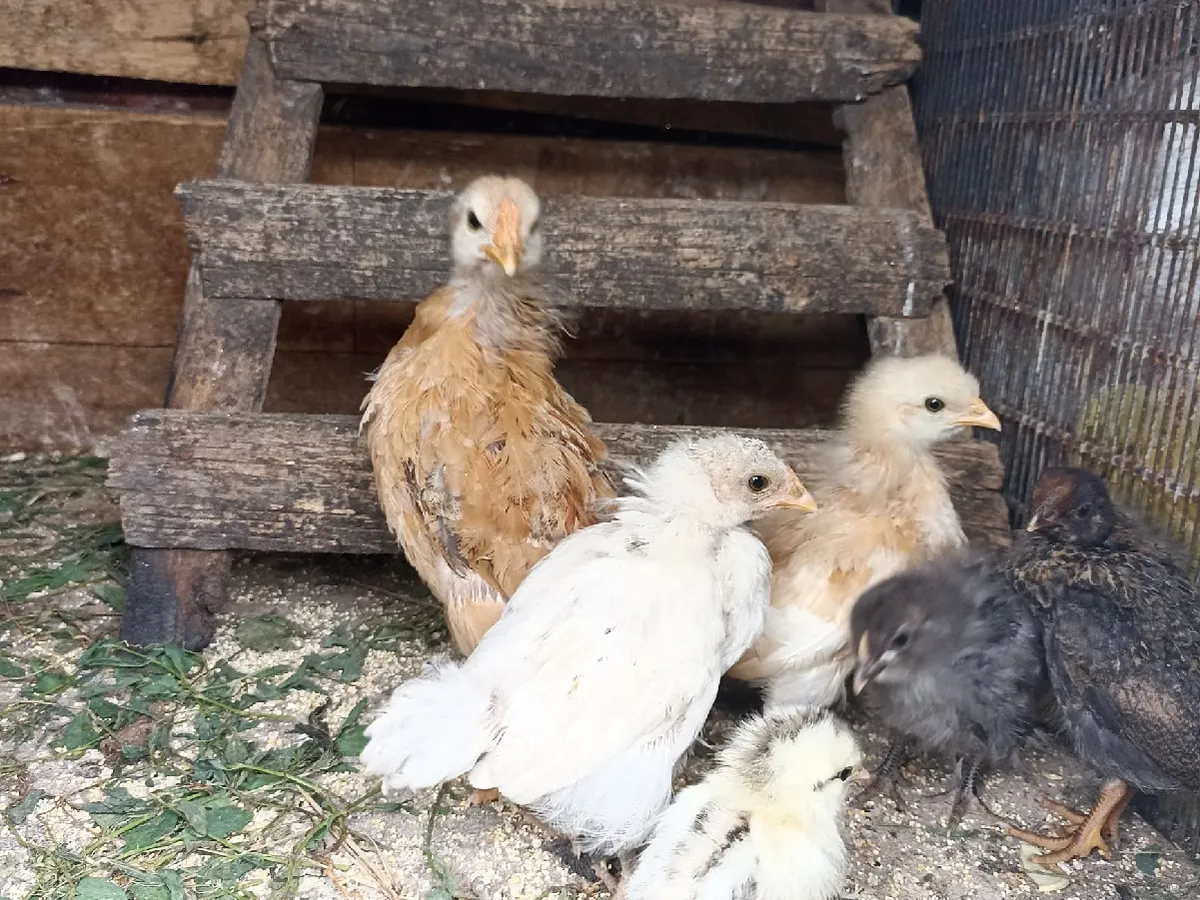 «Деревья вырубить, кур в клетки»: новые требования Минсельхоза разозлили дачников и сельчан