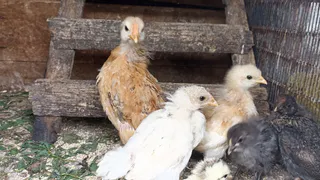 «Деревья вырубить, кур в клетки»: новые требования Минсельхоза разозлили дачников и сельчан